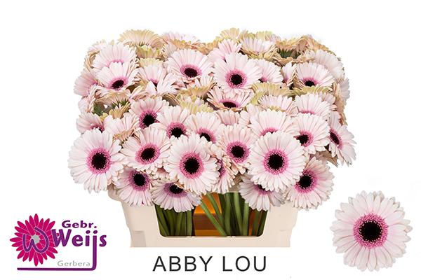 Gerbera mini ABBY LOU, 1 Stiel